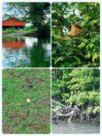 克里亞斯紅樹林：探索長鼻猴與螢火蟲的天堂。