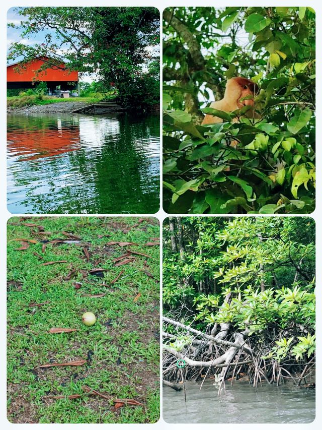 克里亞斯紅樹林：探索長鼻猴與螢火蟲的天堂。