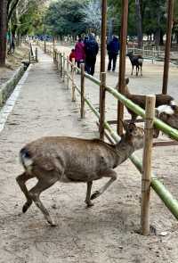 在奈良餵鹿。