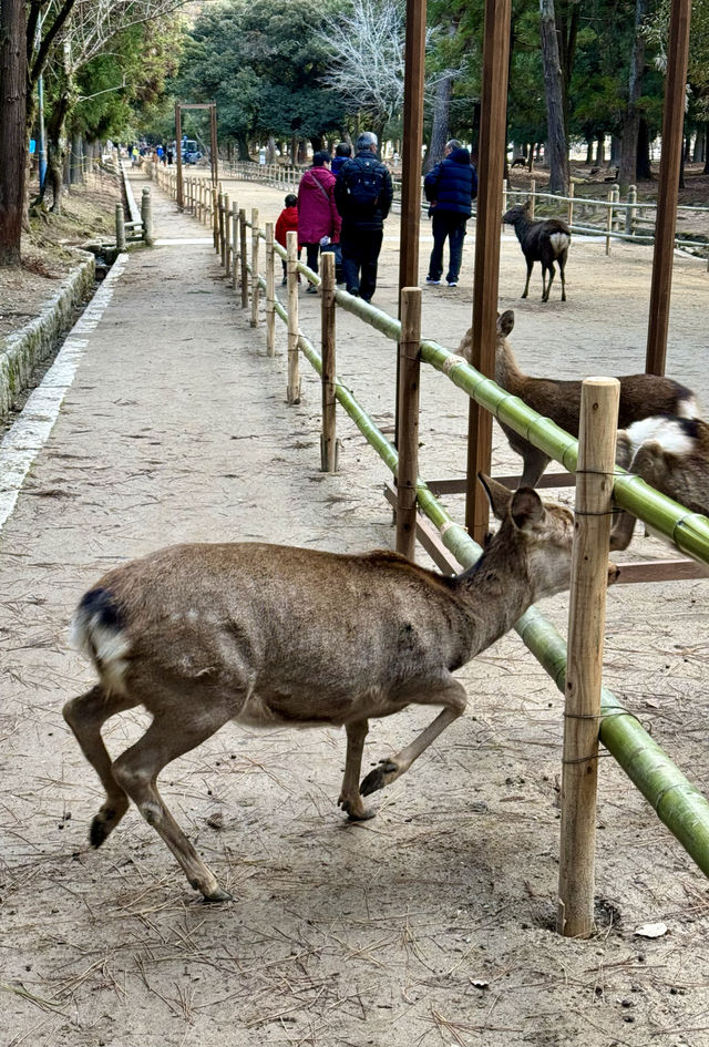 在奈良餵鹿。 在奈良餵鹿。