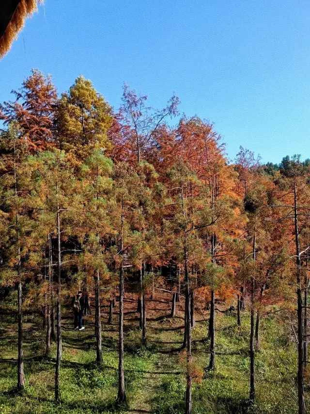 Explore Huqiu Wetland Park | Where is the Metasequoia Wonderland?