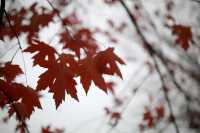 賞滿地紅楓，看農民畫，這裡是季節限定的紅色。