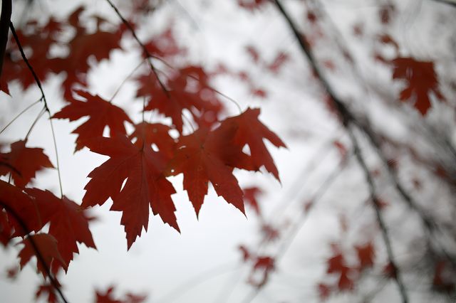 賞滿地紅楓，看農民畫，這裡是季節限定的紅色。
