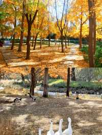 北京這個冷門公園銀杏真美爆。