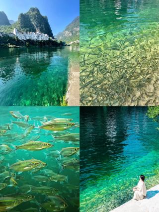 The most complete guide to blue knife fish viewing spots in Tian'e!