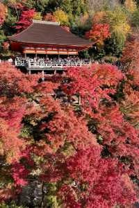 京都｜清水寺紅葉瀑布 風光無限