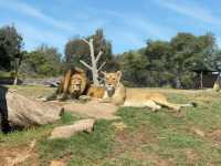 Visit Melbourne Zoo for Adorable Animals