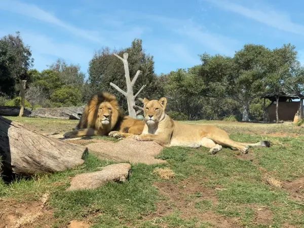 Visit Melbourne Zoo for Adorable Animals