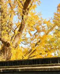 古樹公園的銀杏已到最後觀賞期！