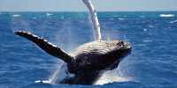 Whale Watching in Mirissa, Sri Lanka