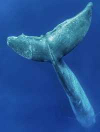 Sri Lanka Whale Watching Guide: Tips for a Flawless Experience
