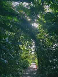 歡迎領略熱帶風情！夏威夷免費植物園！