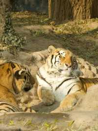 冬季反向遊 | 附鶴壁動物園互動遊玩攻略
