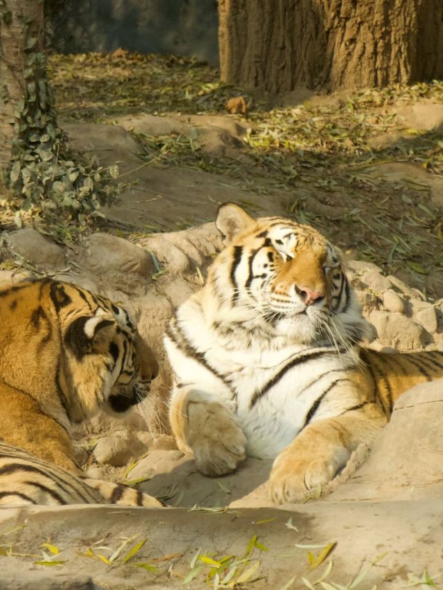 冬季反向遊 | 附鶴壁動物園互動遊玩攻略
