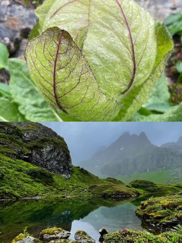 不是冰島 不是挪威 而是雲南的南極洛
