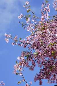 Explore the Auckland Botanic Garden This Spring