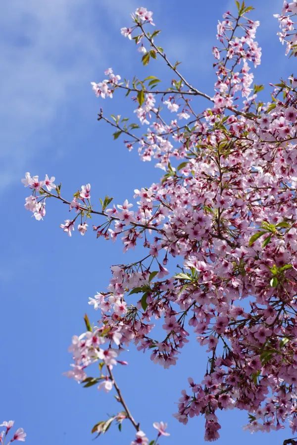 Explore the Auckland Botanic Garden This Spring
