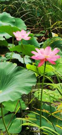 集安•蓮花公園