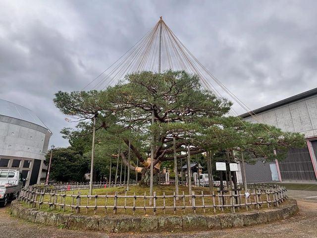 家人們誰懂啊！在蘆城公園狠狠拿捏鬆弛感
