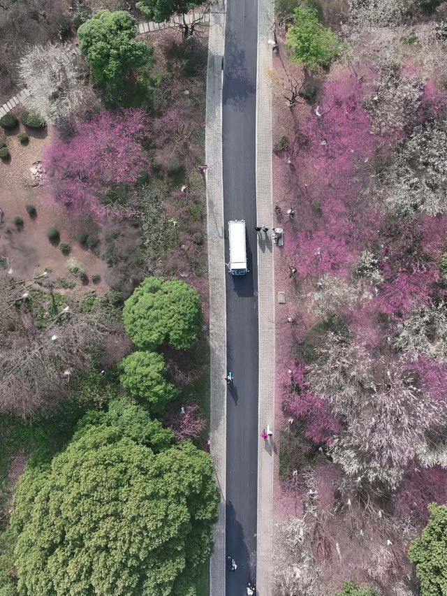 杭州超山賞梅攻略 | 邂逅十里香雪海