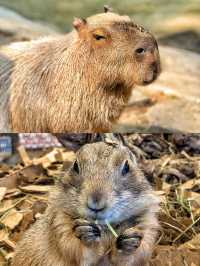 50%0FF休斯頓動物園開啟你與動物的零距離接觸
