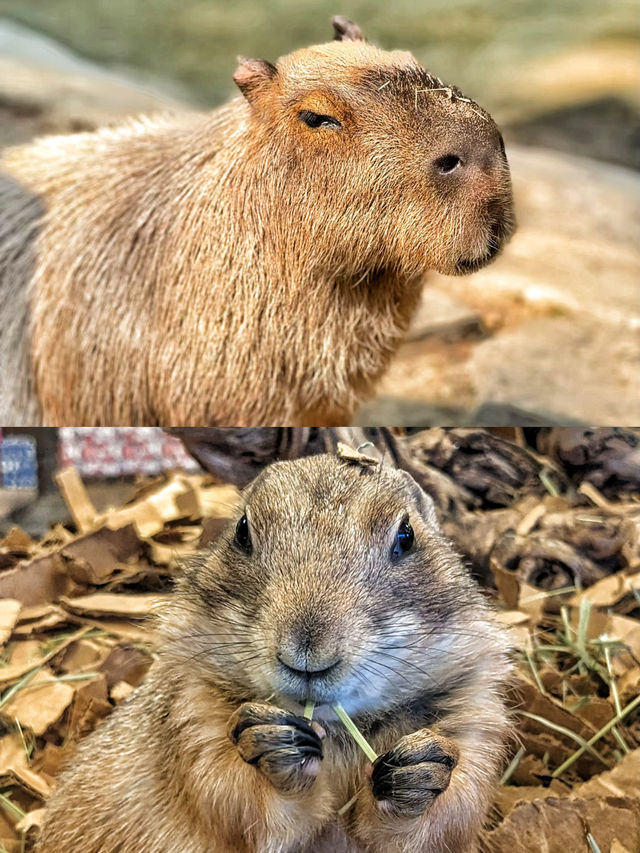50%0FF休斯頓動物園開啟你與動物的零距離接觸