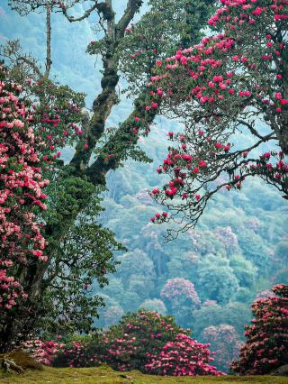 The 'Hardcore Identity' of Nepal's Rhododendron.