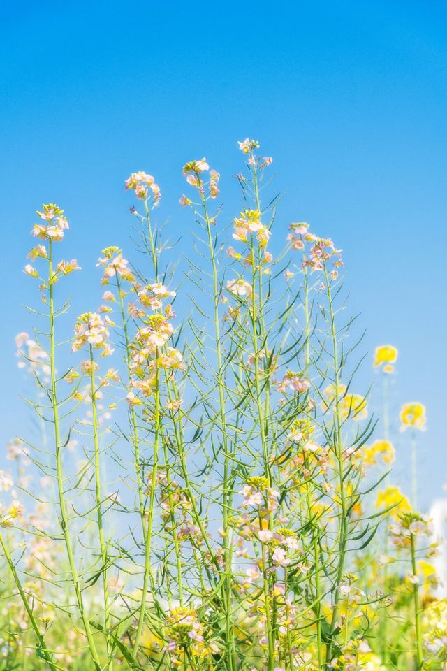 廣州油菜花海