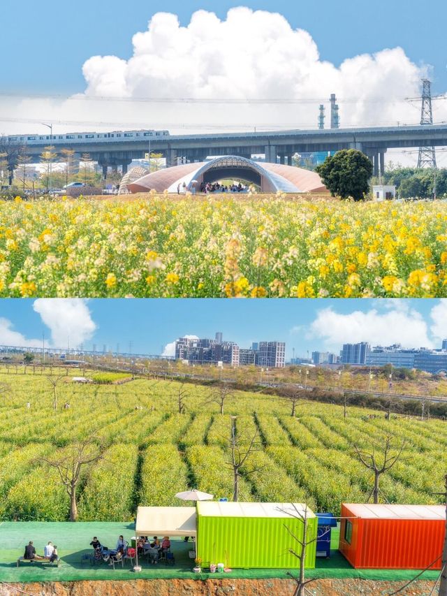 廣州油菜花海
