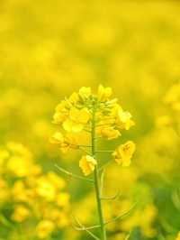 ————深圳市光明歡樂田園的油菜花海之美