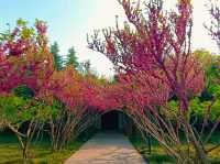 When Sping Knocks The Door: Ultimate Itinerary for Flower Bloom in Xi'An