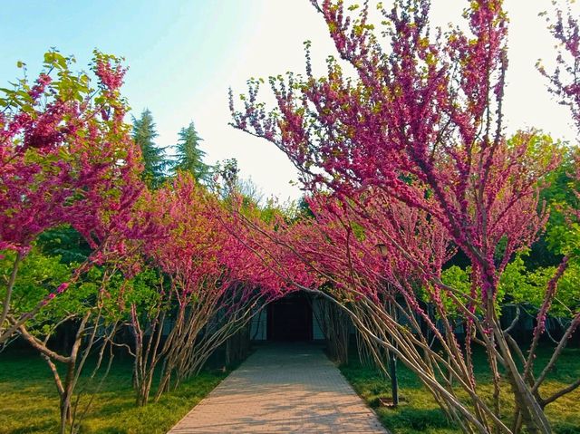 When Sping Knocks The Door: Ultimate Itinerary for Flower Bloom in Xi'An When Sping Knocks The Door: Ultimate Itinerary for Flower Bloom in Xi'An