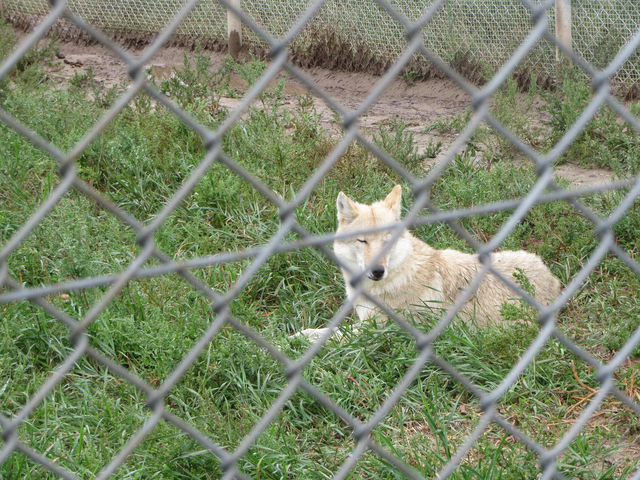 電影《狼圖騰》拍攝主景地攻略。
🐺🐺🐺內蒙古烏拉蓋野狼谷景區攻略🐺🐺🐺