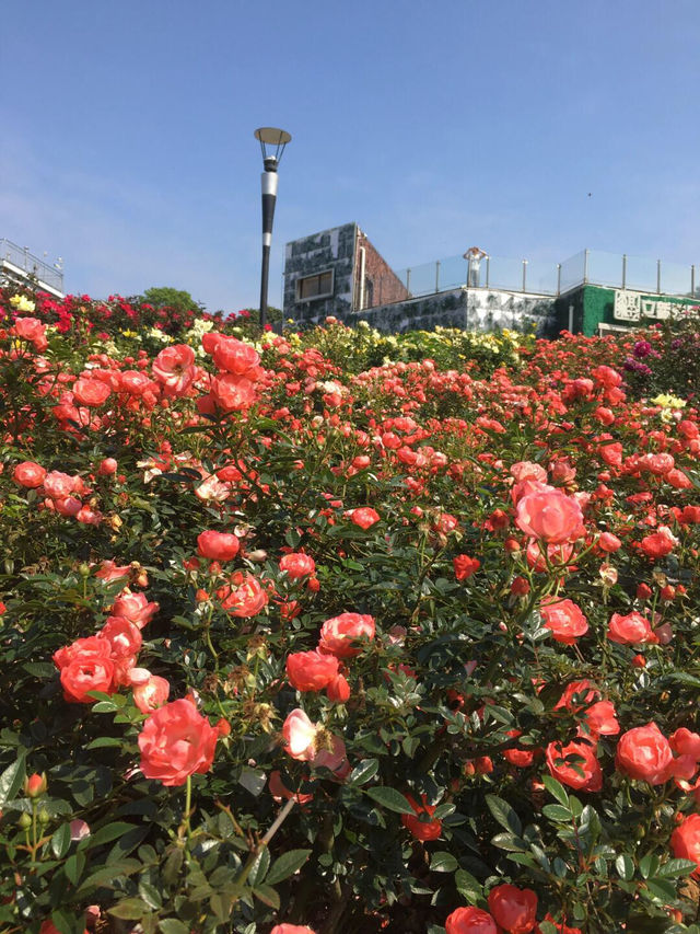 2.15實拍！！立新湖公園月季牆🌸⛲️（春天版～🌸