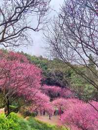 春日漫步：彩雲湖公園