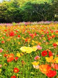 地鐵直達廣州海珠濕地公園虞美人花海