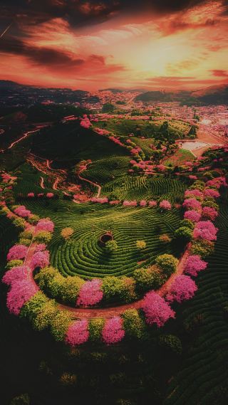 《永福櫻花：如夢似幻的仙境之旅》