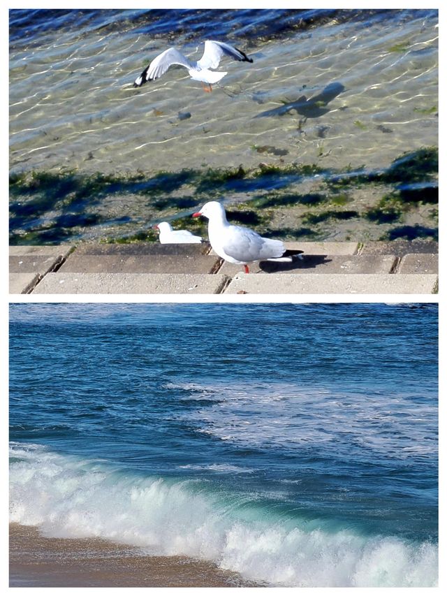 【澳洲索倫托：海濱天堂嘅浪漫邂逅】