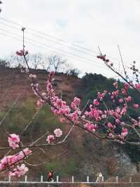 十里梅廊賞梅花