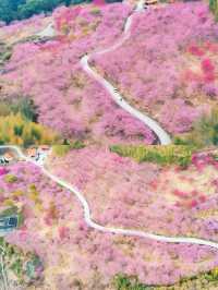 龍岩賞花攻略 | 令人陶醉嘅賞花勝地