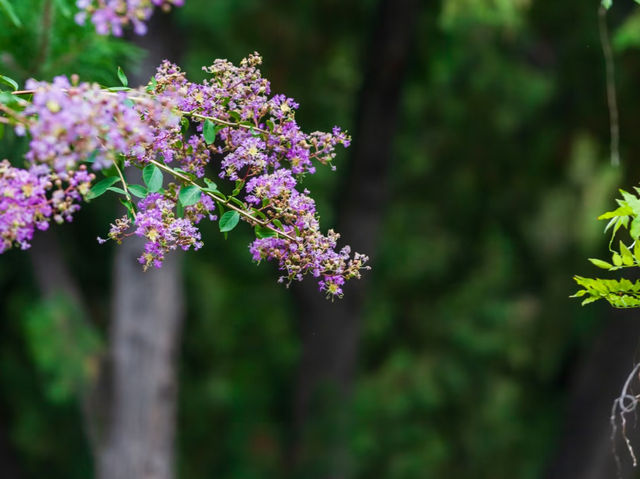 去了3次古蓮花池，終於玩明白了