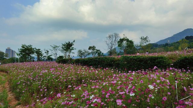 漫山遍野的粉色花瓣