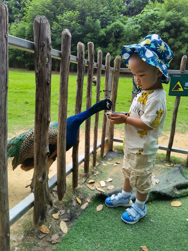 必睇！動物園節假日暢玩全攻略，演出時間表都在這