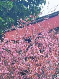 追個青羊宮梅花末班車，感受春天的中式浪漫