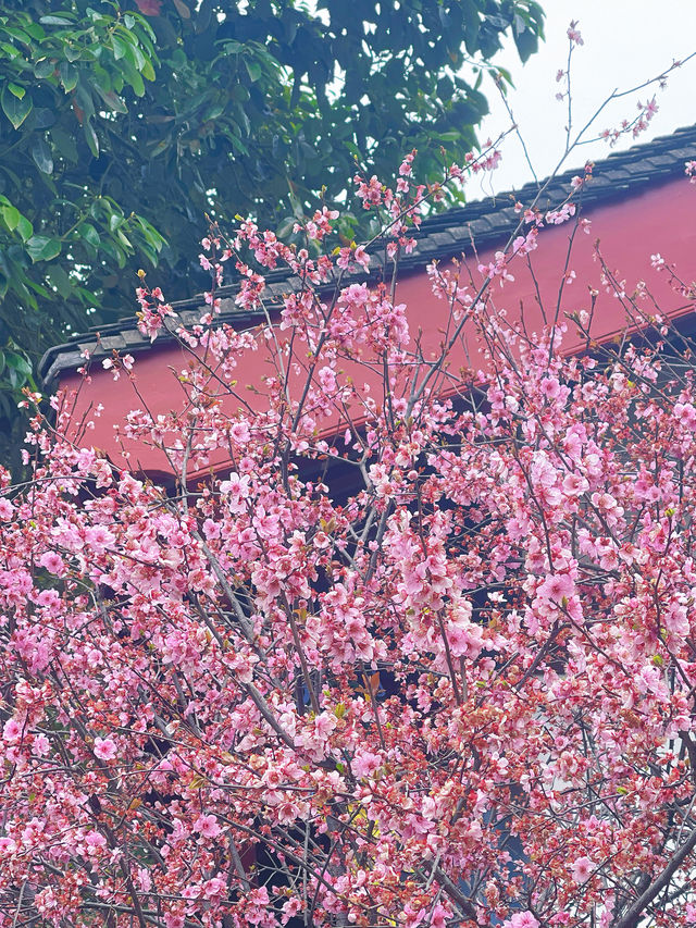 追個青羊宮梅花末班車，感受春天的中式浪漫