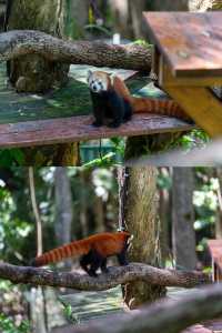 在黃金海岸的可倫賓野生動物保護區抱了樹熊餵了袋鼠