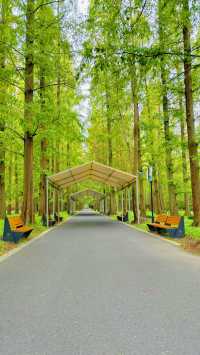 東平國家森林公園：如何避開旅遊高峰期？