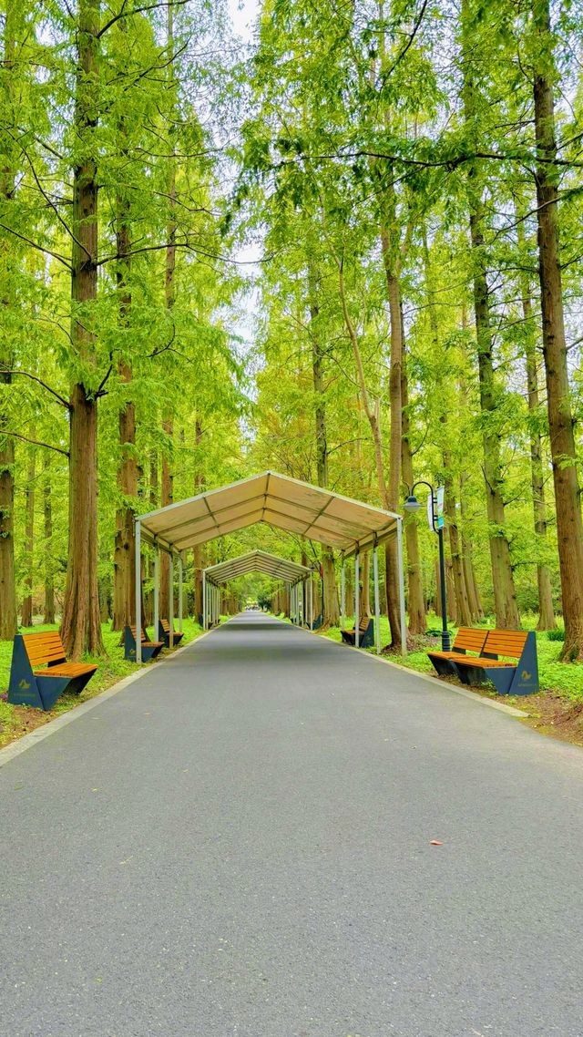 東平國家森林公園：如何避開旅遊高峰期？