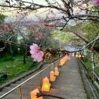 沖繩首波浪漫🌸 八重瀨公園的春日驚喜