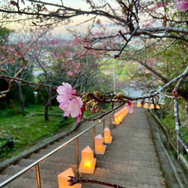 沖繩首波浪漫🌸 八重瀨公園的春日驚喜